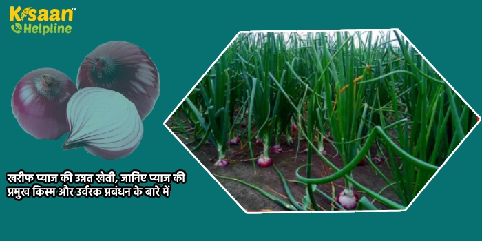 खरीफ प्याज की उन्नत खेती, जानिए प्याज की प्रमुख किस्म और उर्वरक प्रबंधन के बारे में