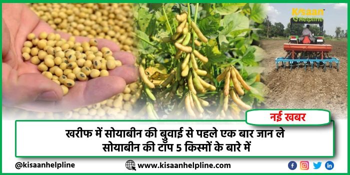 खरीफ में सोयाबीन की बुवाई से पहले एक बार जान ले सोयाबीन की टॉप 5 किस्मों के बारे में