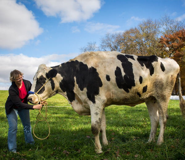 पैर में जख्म के कारण दुनिया की सबसे लंबी गाय की मौत पैर में जख्म के कारण दुनिया की सबसे लंबी गाय की मौत