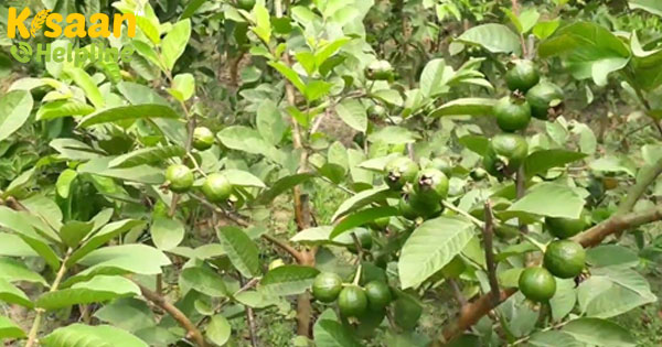 अमरूद के पौधे में कैनोपी मैनेजमेंट करने का सबसे आसान तरीका अमरूद के पौधे में कैनोपी मैनेजमेंट करने का सबसे आसान तरीका