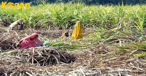 चीनी उत्पादन 2020-21 के मौसम में 12% वृद्धि करने के लिए: व्यापार निकाय चीनी उत्पादन 2020-21 के मौसम में 12% वृद्धि करने के लिए: व्यापार निकाय