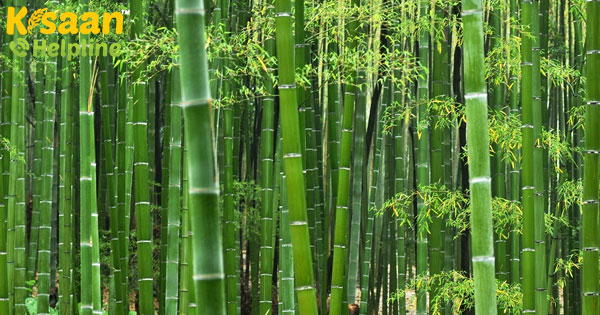 बांस की खेती के लिए आधे पैसे देगी मोदी सरकार, जानिए क्या है योजना बांस की खेती के लिए आधे पैसे देगी मोदी सरकार, जानिए क्या है योजना