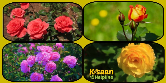 गुलाब की व्यावसायिक खेती, जानिए अनुकूल जलवायु, पौधरोपण और खेती की तैयारी के बारे में