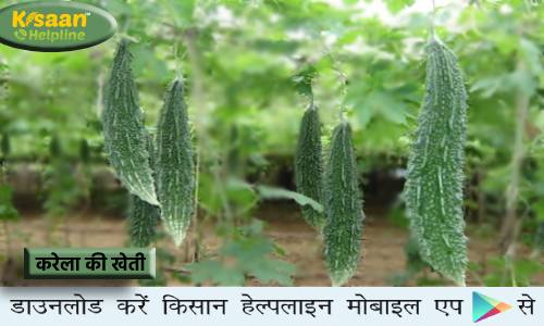 करेला की खेती में लगने वाले हानिकारक कीट एवं रोगों से फसल सुरक्षा, जानिए लक्षण और रोकथाम के आसान तरीके