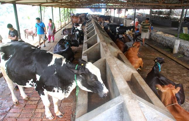 पशुओं में दूध की मात्रा बढ़ाने का घरेलु नुस्खा, यहाँ से सीखे पशुओं में दूध की मात्रा बढ़ाने का घरेलु नुस्खा, यहाँ से सीखे