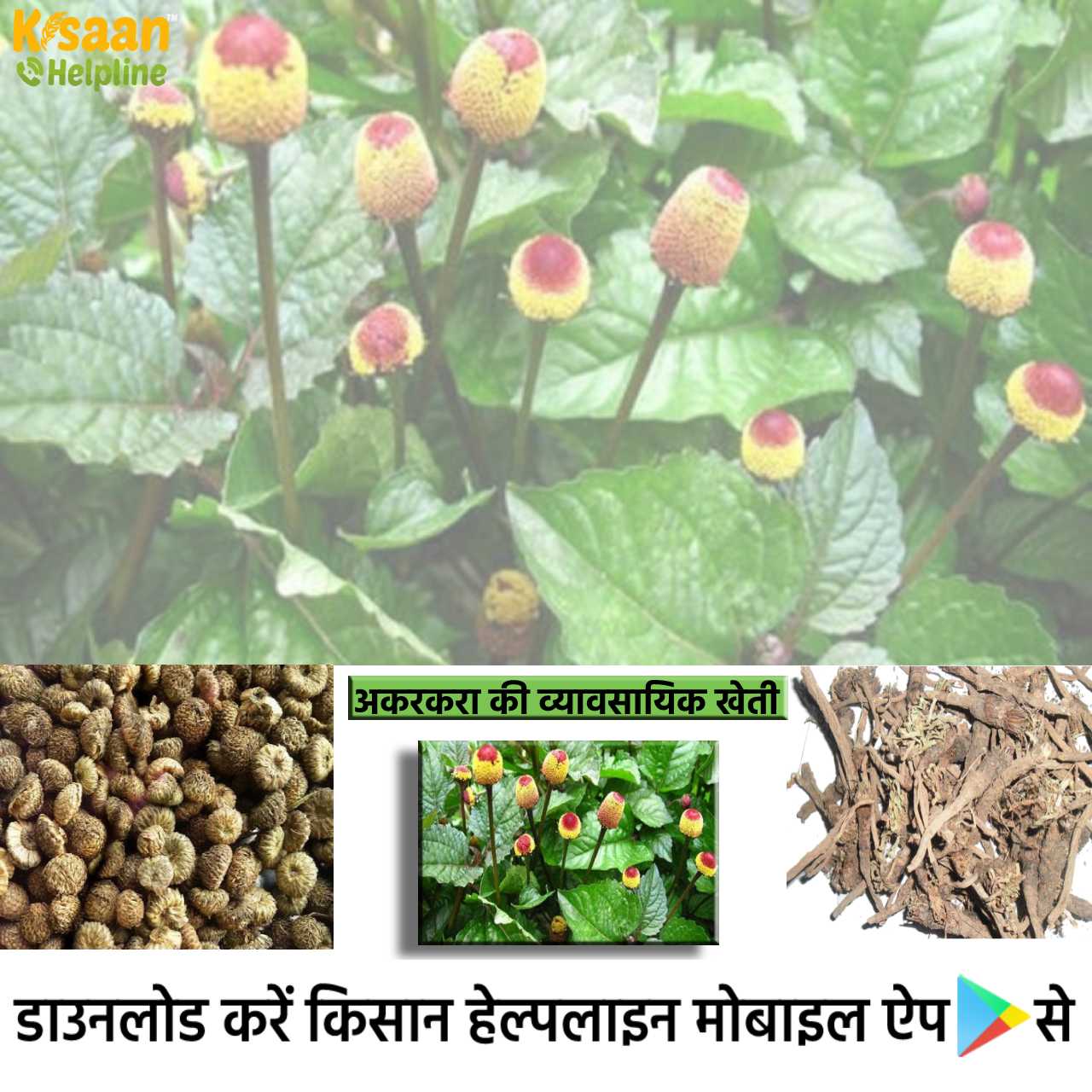 कम मेहनत और अधिक लाभ देने वाली पैदावार, अकरकरा की खेती कर किसान भाई कमा सकते है काफी ज्यादा मुनाफ़ा