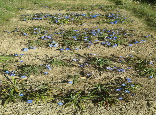 उत्तराखंड में पहली बार नर्सरी में उगा 'त्रायमाण' देखिये यह क्या है - उत्तराखंड में पहली बार नर्सरी में उगा 'त्रायमाण' देखिये यह क्या है -