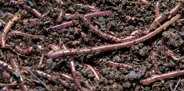 केंचुआ खाद से होने वाले फायदे जाने और खाद का इस्तेमाल करे केंचुआ खाद से होने वाले फायदे जाने और खाद का इस्तेमाल करे