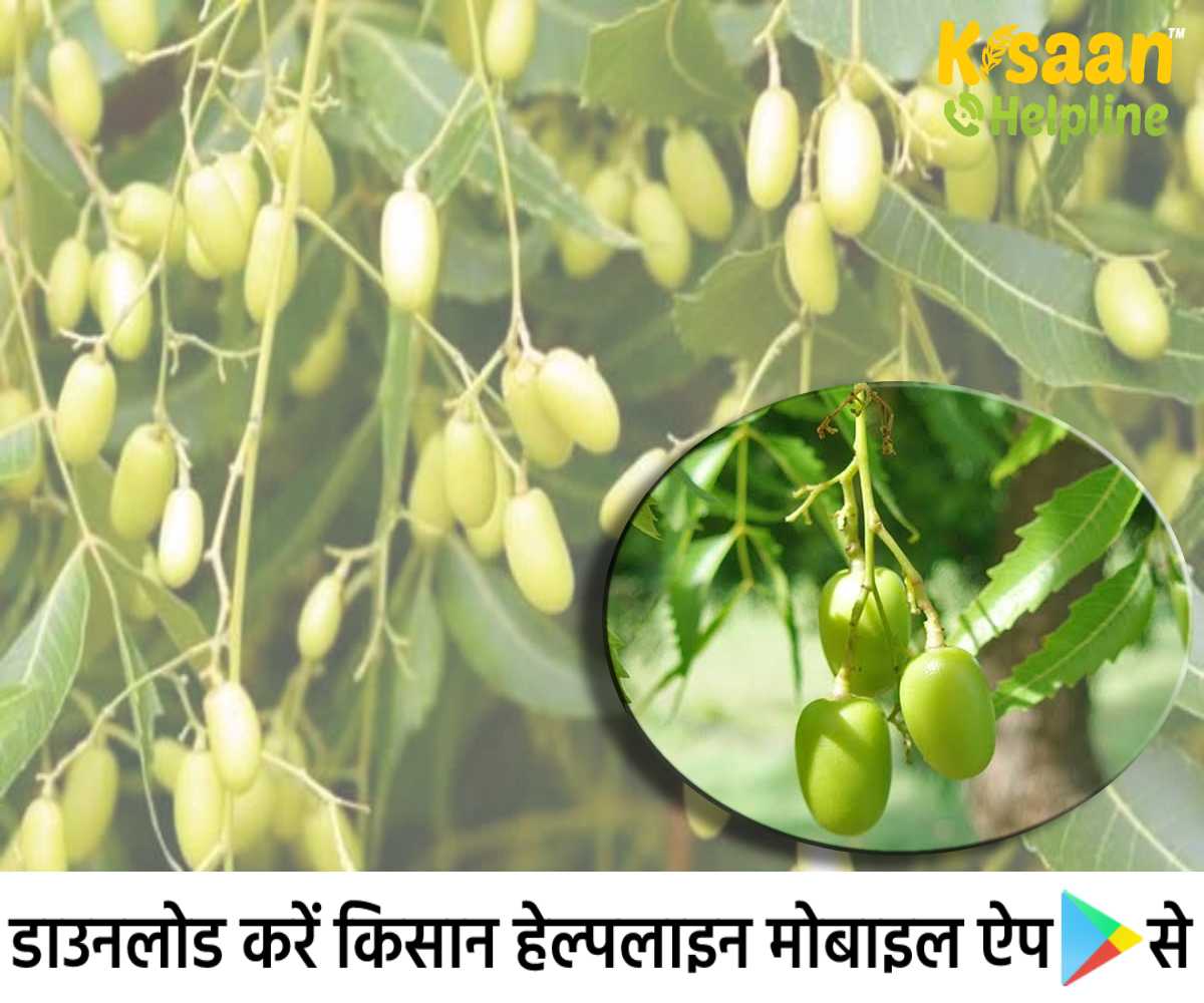 जैविक कीटनाशक बनाने में कर सकते है नीम की पत्ती एवं निम्बोली का प्रयोग, जानिए नीम से बने कीटनाशक से फायदे जैविक कीटनाशक बनाने में कर सकते है नीम की पत्ती एवं निम्बोली का प्रयोग, जानिए नीम से बने कीटनाशक से फायदे