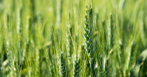 गेंहू की इस किस्म की है 70 क्विंटल प्रति हेक्टेयर पैदावार