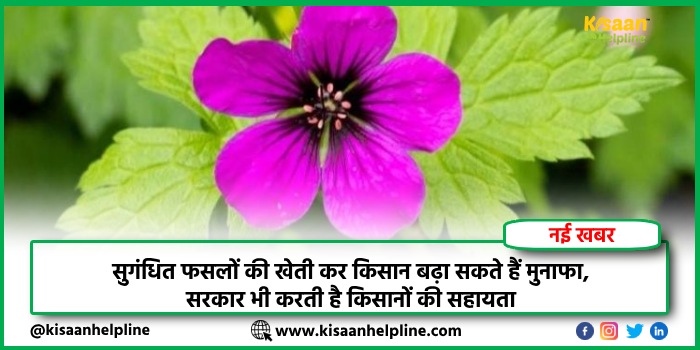 सुगंधित फसलों की खेती कर किसान बढ़ा सकते हैं मुनाफा, सरकार भी करती है किसानों की सहायता सुगंधित फसलों की खेती कर किसान बढ़ा सकते हैं मुनाफा, सरकार भी करती है किसानों की सहायता