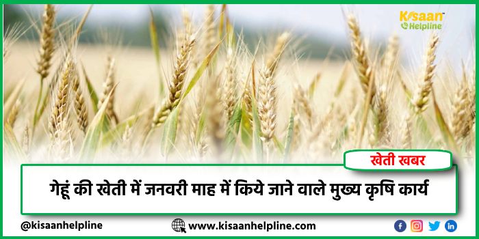गेहूं की खेती में जनवरी माह में किये जाने वाले मुख्य कृषि कार्य