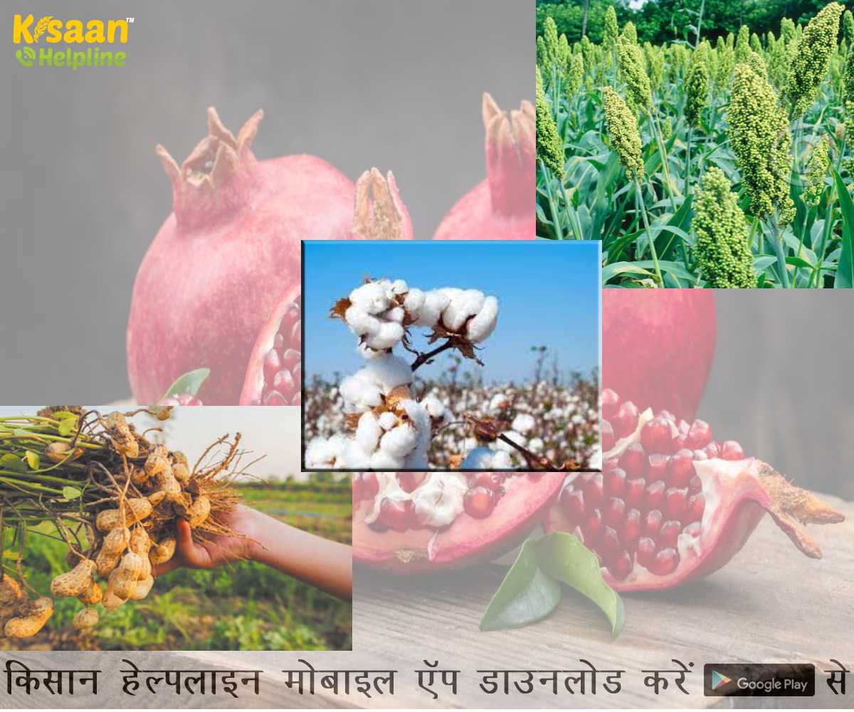 कृषि वैज्ञानिकों की सलाह, किसान भाई ऐसे करें अपनी फसलों की देखभाल कृषि वैज्ञानिकों की सलाह, किसान भाई ऐसे करें अपनी फसलों की देखभाल