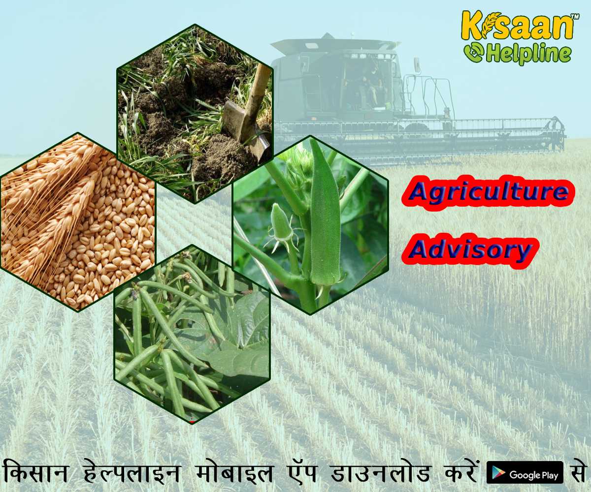 किसान भाई गर्मियों में रखें इन बातों का विशेष ध्यान, वैज्ञानिकों ने जारी की कृषि संबंधित सलाह किसान भाई गर्मियों में रखें इन बातों का विशेष ध्यान, वैज्ञानिकों ने जारी की कृषि संबंधित सलाह