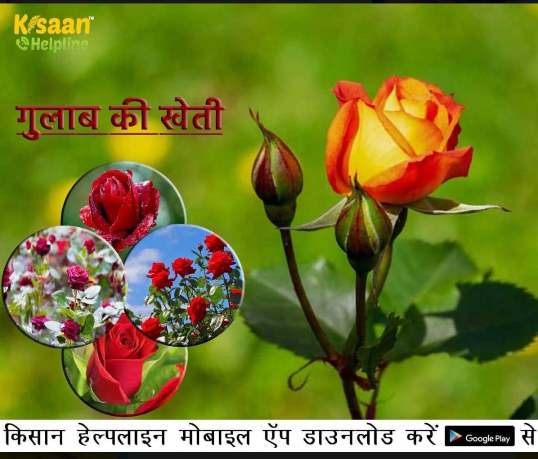 अधिक लाभ के लिए किसान करें गुलाब की खेती