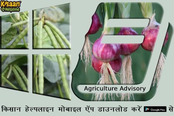 पूसा के वैज्ञानिक ने सलाह जारी की किसान थ्रिप्स कीट से प्याज की फसल का रखे ध्यान