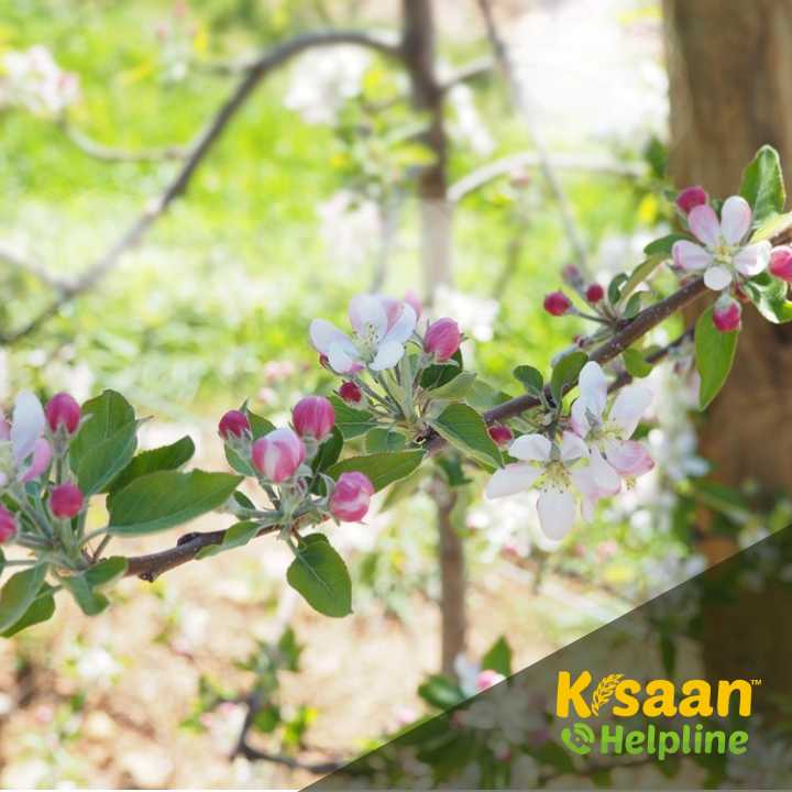 मध्यप्रदेश के जबलपुर कृषि विश्वविद्यालय में वैज्ञानिको ने की सेब के पौधे की बुवाई