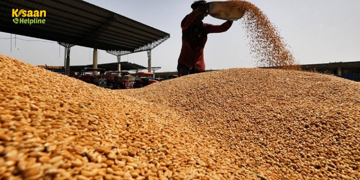 इन राज्यों में राज्यों में बारिश-ओलावृष्टि ने बरपाया कहर, जानिए गेहूं के उत्पादन पर कितना पड़ेगा असर इन राज्यों में राज्यों में बारिश-ओलावृष्टि ने बरपाया कहर, जानिए गेहूं के उत्पादन पर कितना पड़ेगा असर