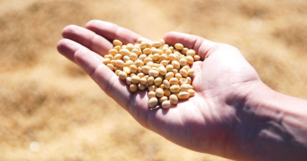 सोयाबीन की खेती में ध्यान रखी जाने वाली बातें और उपजाऊ किस्मों की जानकारी सोयाबीन की खेती में ध्यान रखी जाने वाली बातें और उपजाऊ किस्मों की जानकारी