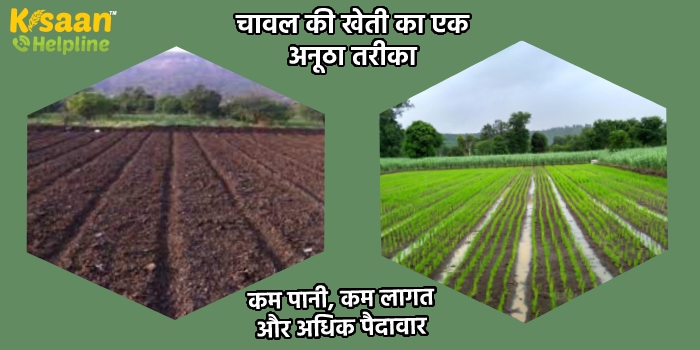 चावल की खेती का एक अनूठा  तरीका, कम पानी, कम लागत और अधिक पैदावार