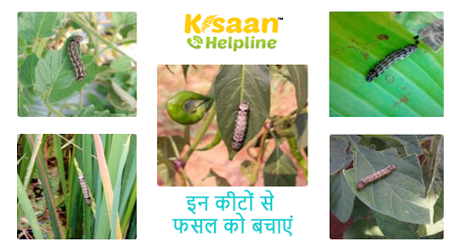 अगर आपकी फसल में लगे रहे है ये कीट, तुरंत करे उपाय