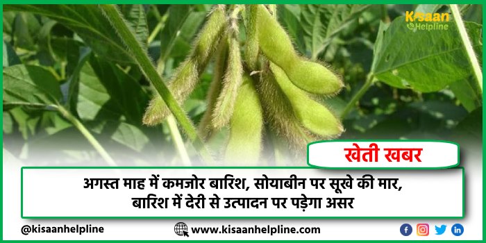 अगस्त माह में कमजोर बारिश, सोयाबीन पर सूखे की मार, बारिश में देरी से उत्पादन पर पड़ेगा असर