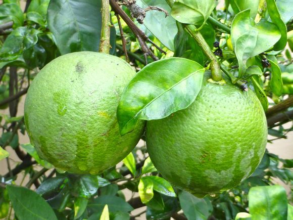 मौसंबी लाएगी किसानों के चेहरे पर खुशी मौसंबी लाएगी किसानों के चेहरे पर खुशी