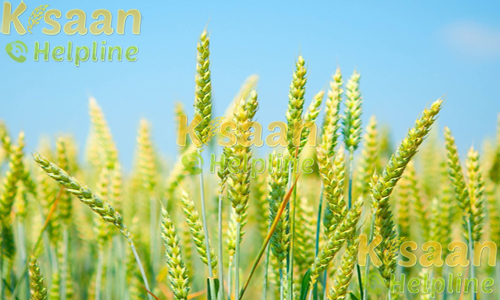 गेहूं की खेती की सिंचाई व्यवस्था और भंडारण की जानकारी गेहूं की खेती की सिंचाई व्यवस्था और भंडारण की जानकारी