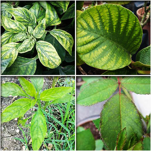 Manganese (मैंगनीज)