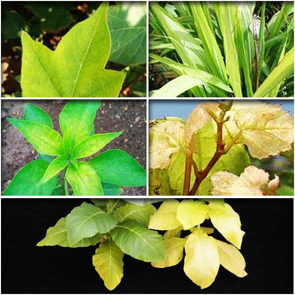 Sulfur (गंधक)