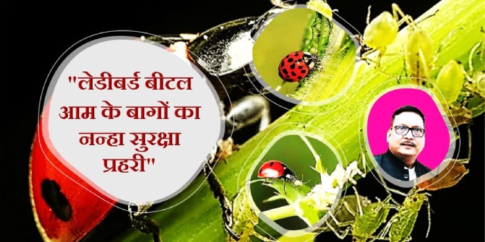 लेडीबर्ड बीटल आम के बागों का नन्हा सुरक्षा प्रहरी