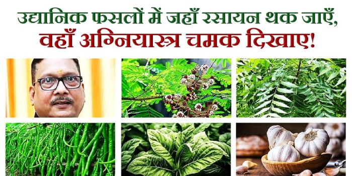 उद्यानिक फसलों में जहाँ रसायन थक जाएँ,  वहाँ अग्नियास्त्र चमक दिखाए!
