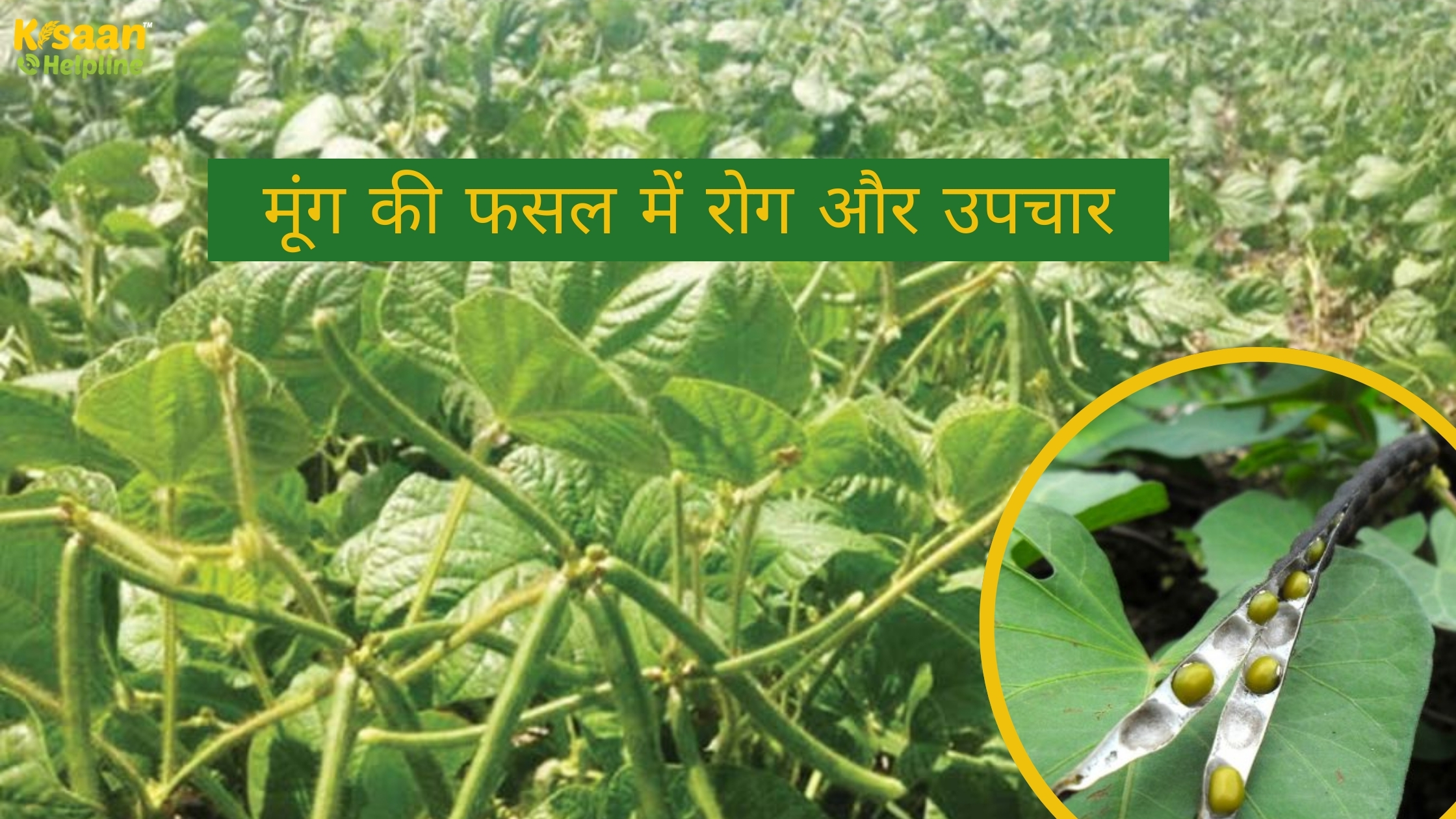 "मूंग की फसल को बचाइए! जानिए सबसे आम रोग और उनके असरदार इलाज"