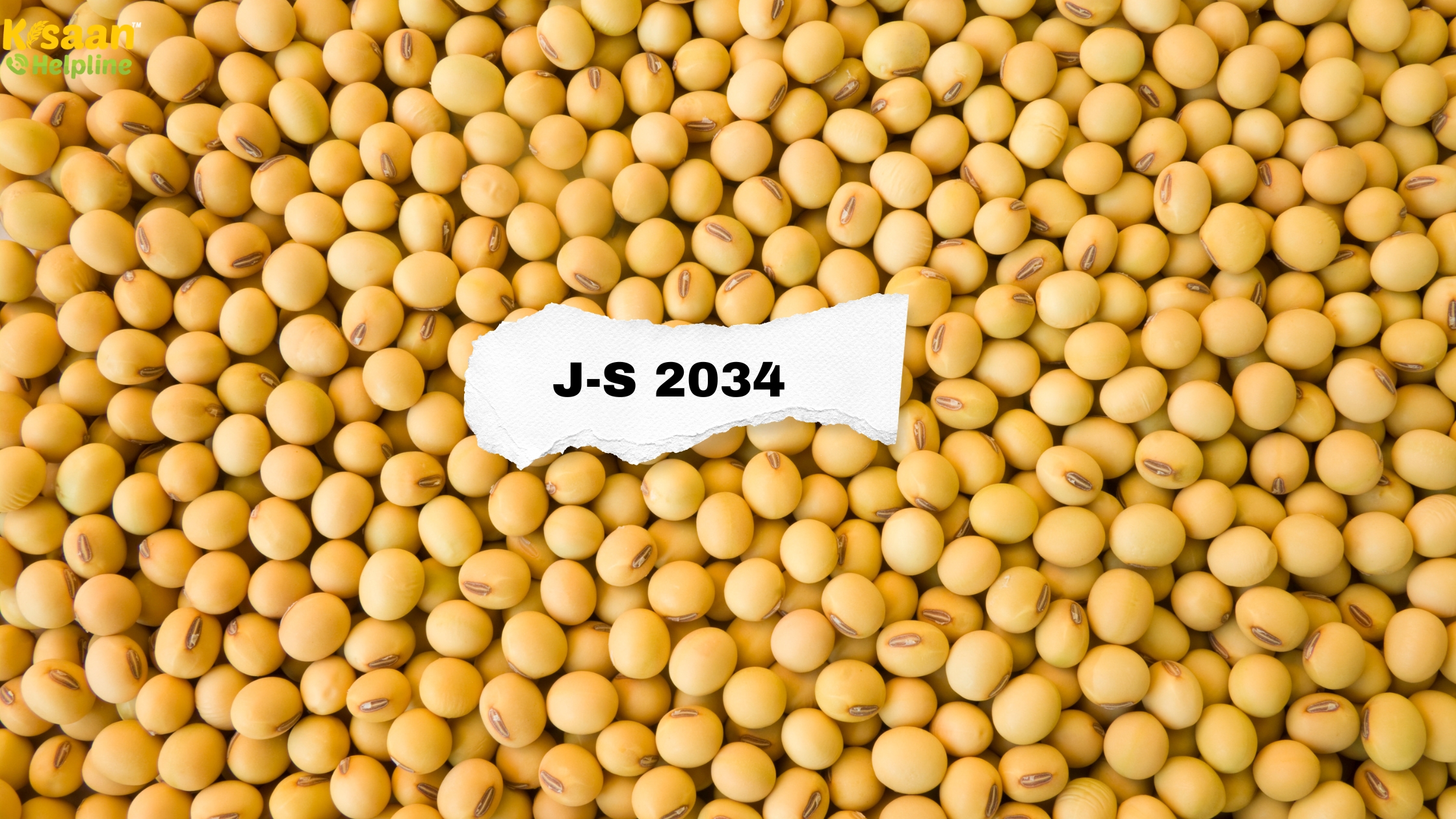 JS 2034: सोयाबीन की एक उन्नत किस्म जो दे ज्यादा उपज और रोग प्रतिरोधक क्षमता