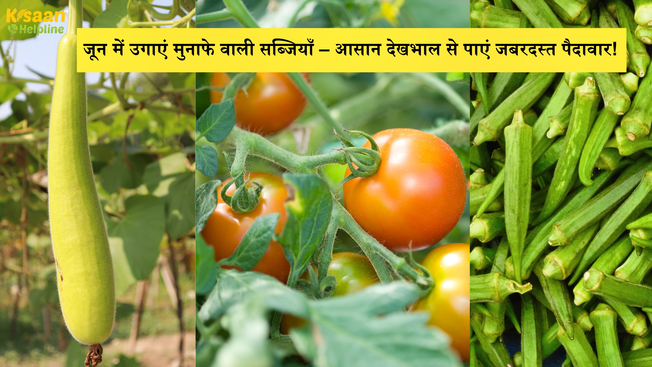 जून में करें टमाटर-भिंडी-लौकी की खेती – कम मेहनत में ज्यादा मुनाफा जून में करें टमाटर-भिंडी-लौकी की खेती – कम मेहनत में ज्यादा मुनाफा