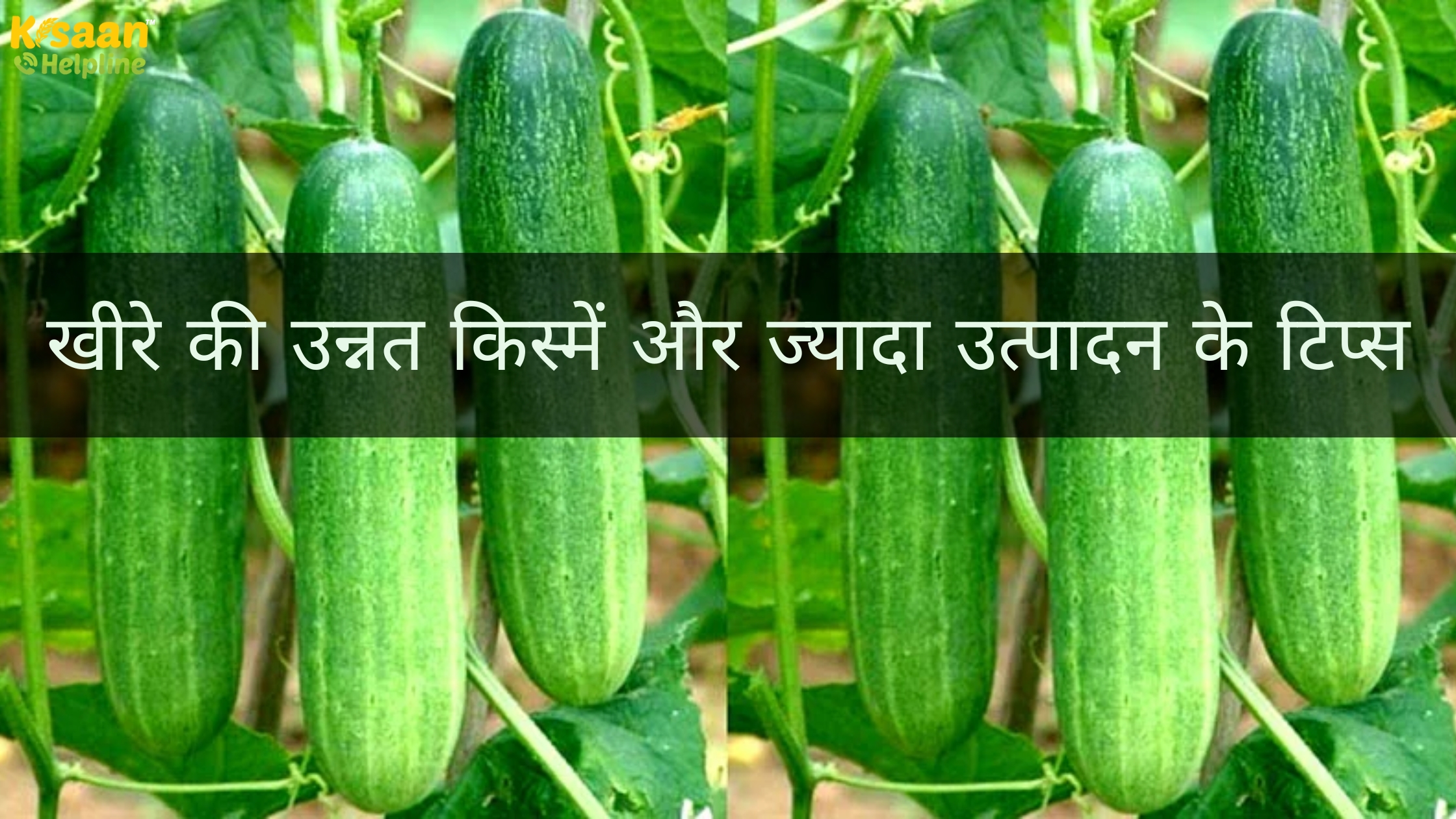खीरे की उन्नत किस्में और ज्यादा उत्पादन के टिप्स खीरे की उन्नत किस्में और ज्यादा उत्पादन के टिप्स