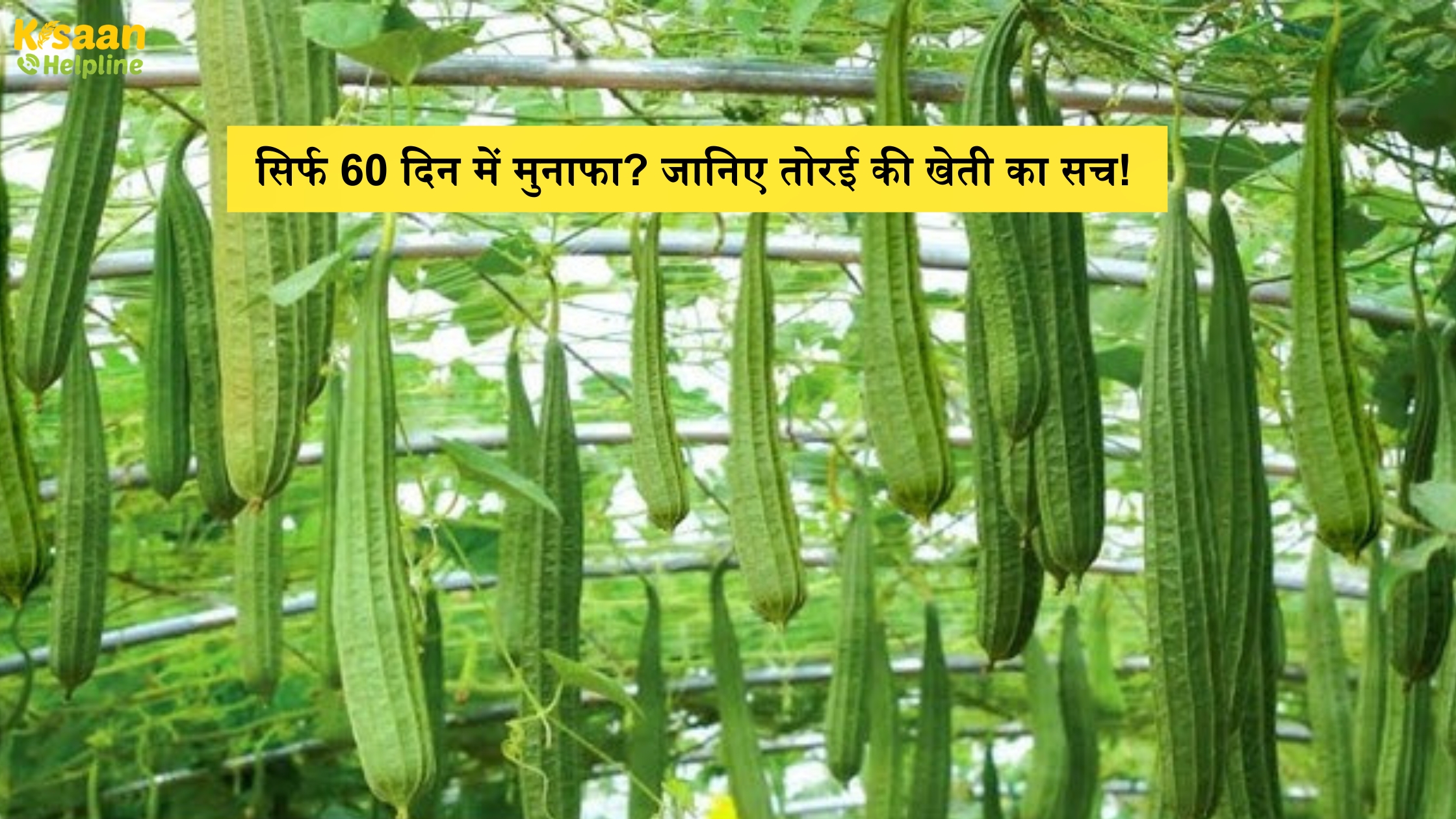 क्या आप जानते हैं तोरई की खेती से कैसे हो सकती है ज्यादा कमाई कम लागत में?