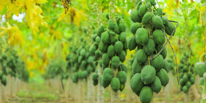 पपीते की सेहत का राज़-सही पहचान, सही उपचार