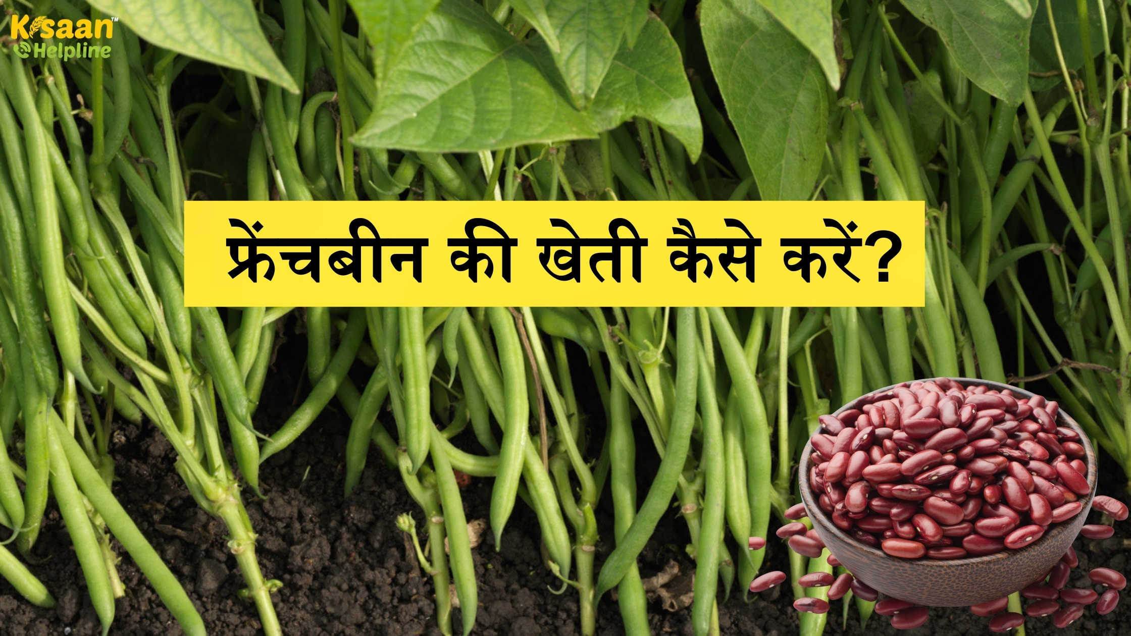फ्रेंचबीन की खेती कैसे करें – ज्यादा मुनाफा और बढ़िया पैदावार के तरीके