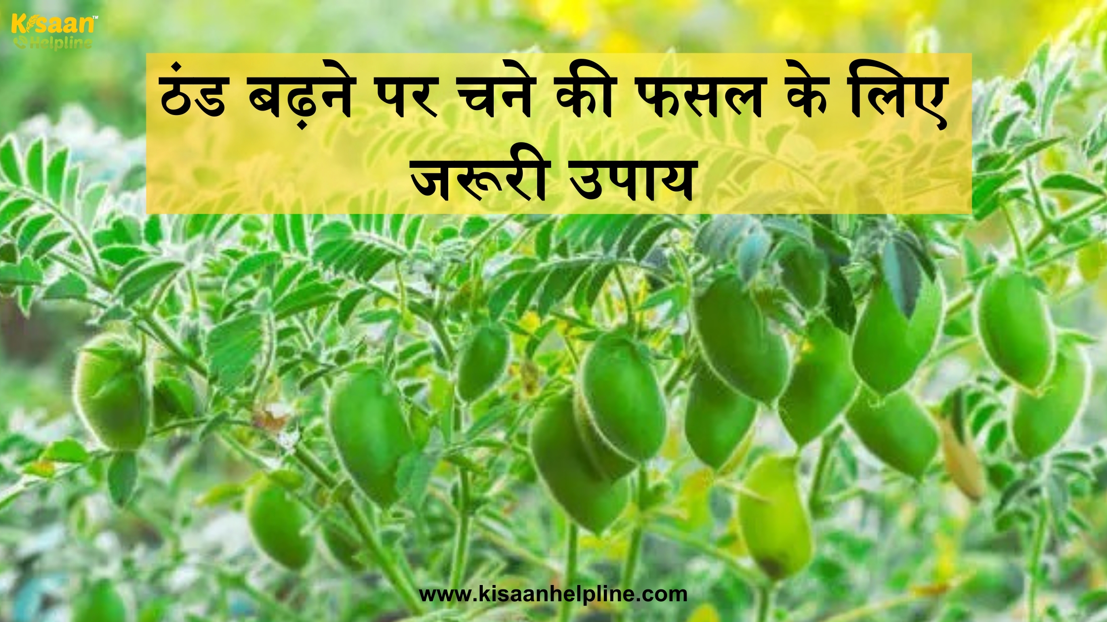 ठंड बढ़ने पर चने की फसल के लिए जरूरी उपाय