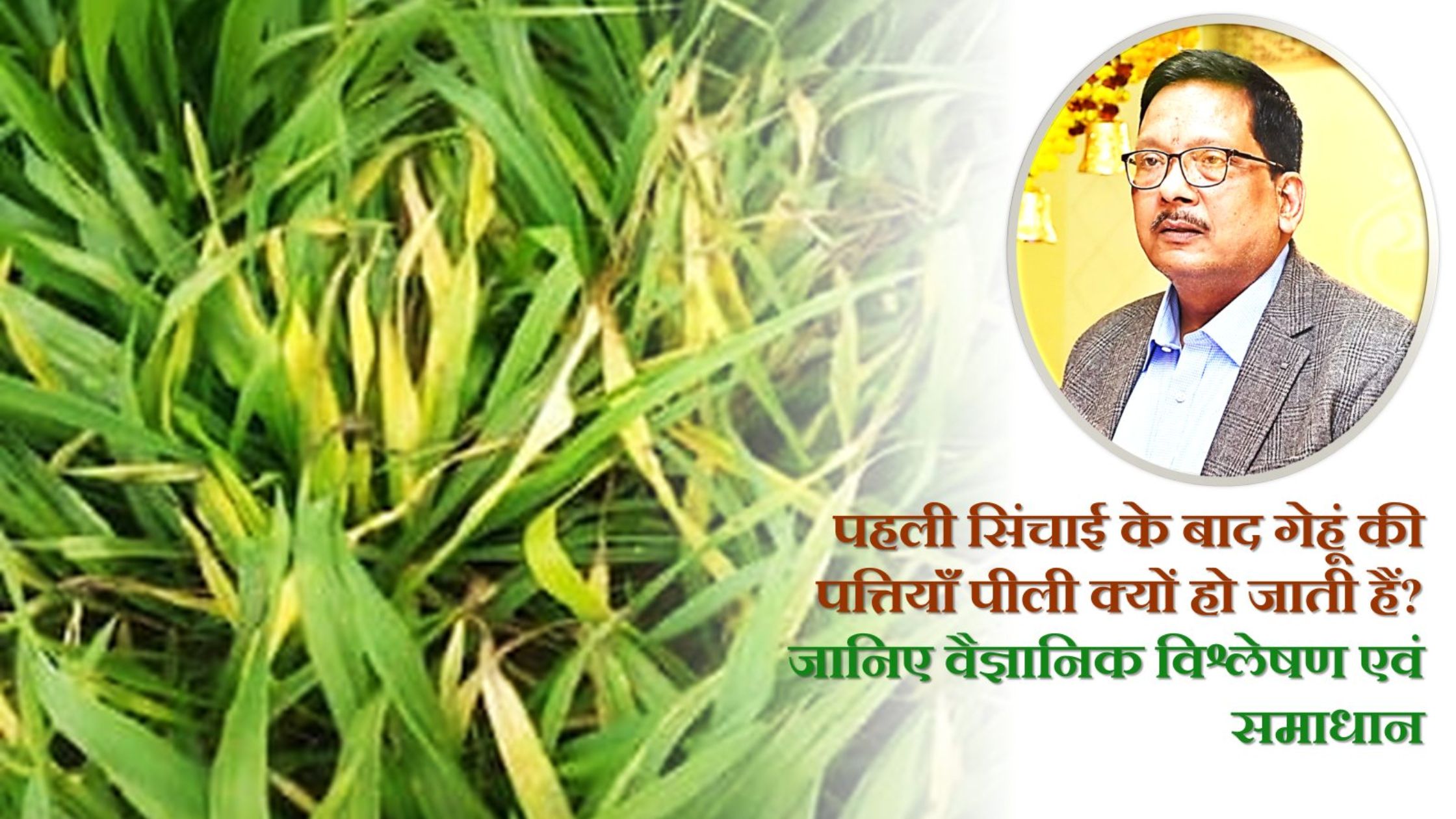 पहली सिंचाई के बाद गेहूं की पत्तियाँ पीली क्यों हो जाती हैं? जानिए वैज्ञानिक विश्लेषण एवं समाधान