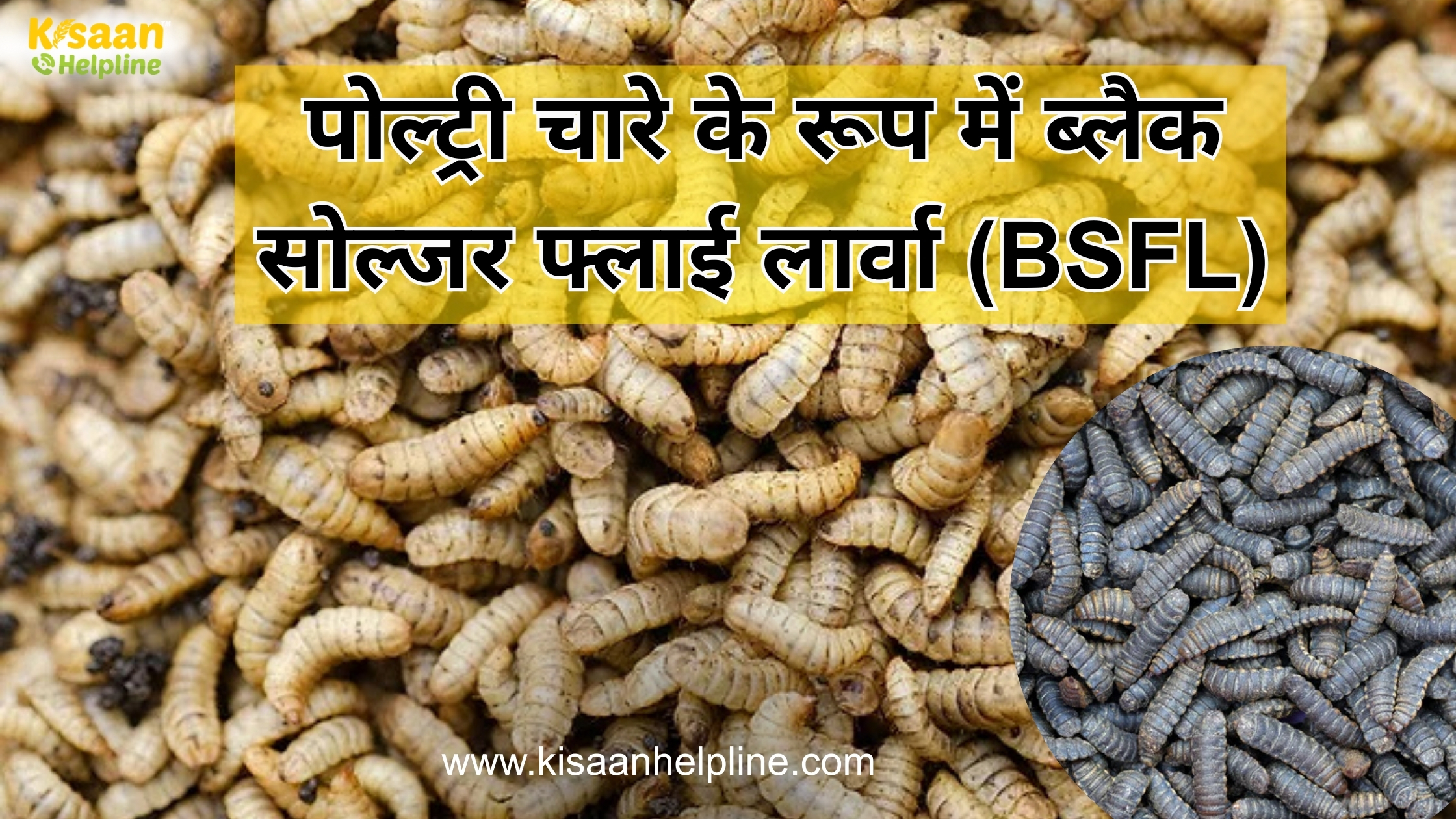पोल्ट्री चारे के रूप में ब्लैक सोल्जर फ्लाई लार्वा (BSFL) – किसानों के लिए एक टिकाऊ समाधान