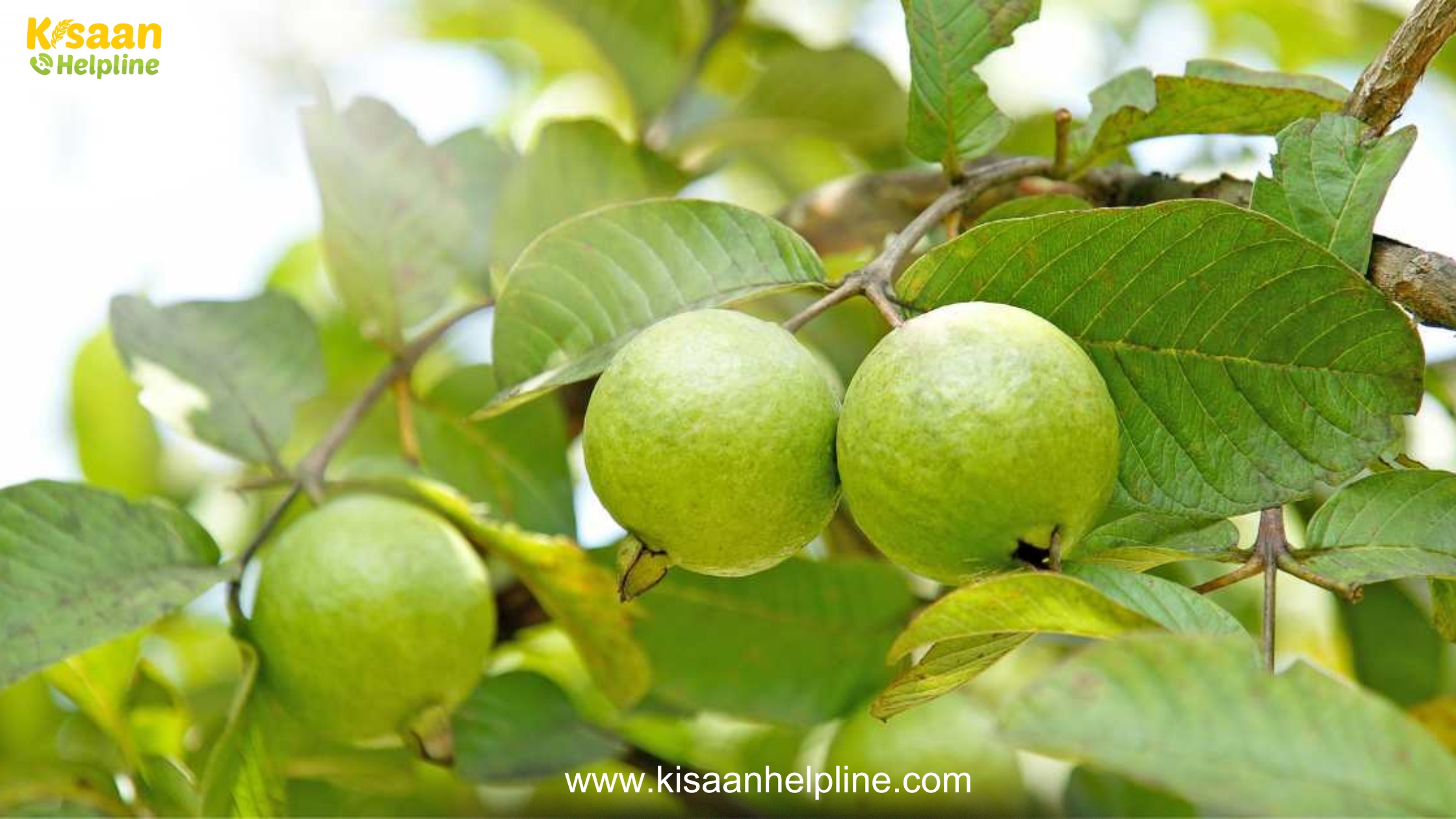 अमरूद खाने के फायदे सेहत के लिए क्यों है यह सुपरफ्रूट