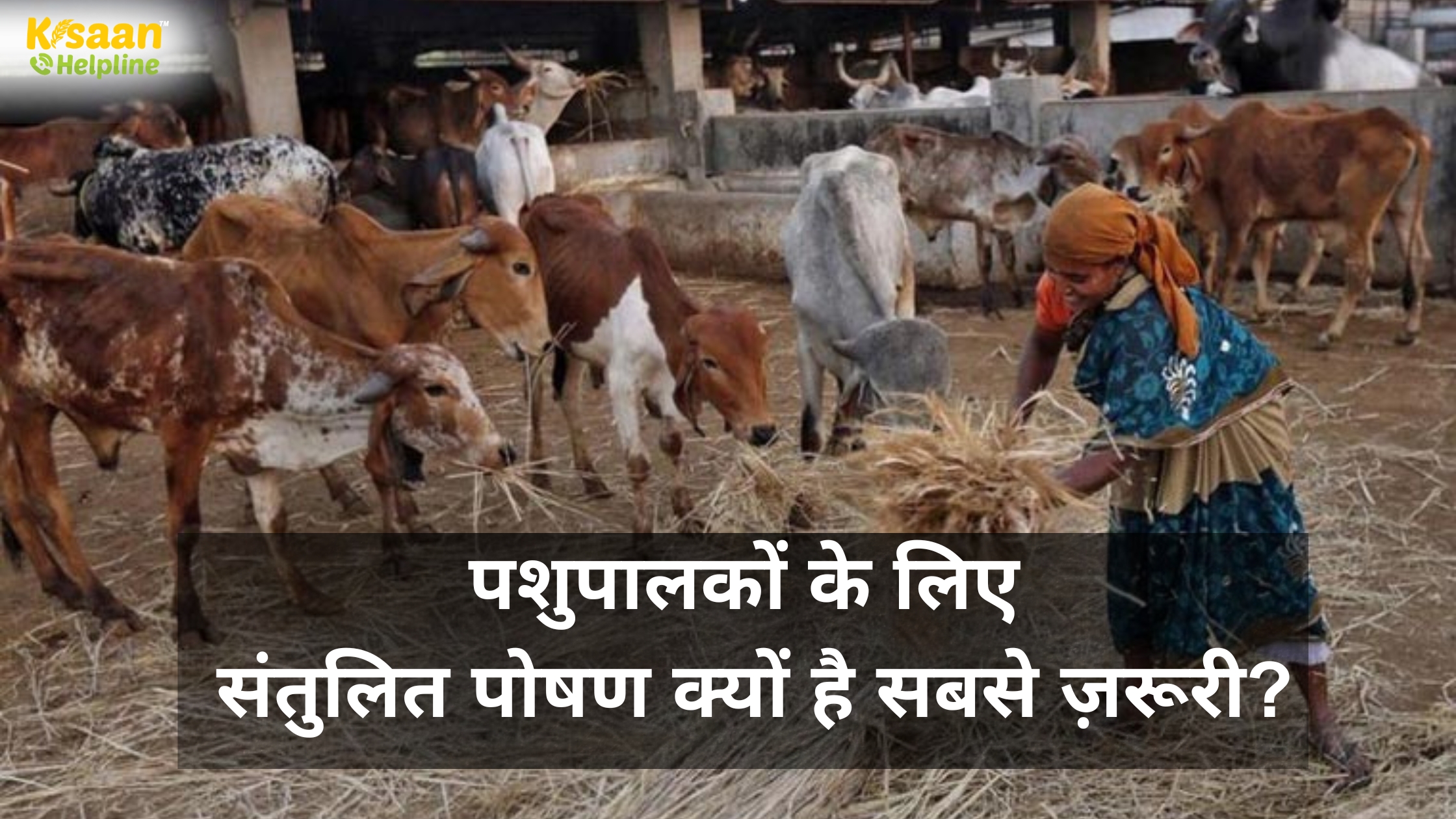 श्वेत क्रांति के सच्चे हीरो: पशुपालकों का संघर्ष और संतुलित पोषण का विज्ञान