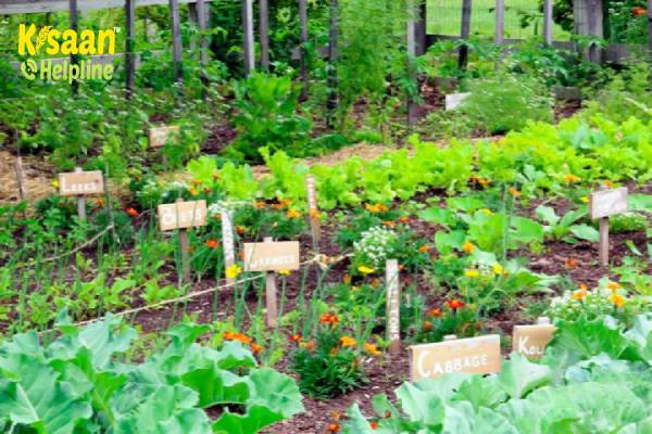 साग-सब्जियों के लिए घर पर तैयार कर सकते हैं सब्जियों का बगीचा, जाने कैसे