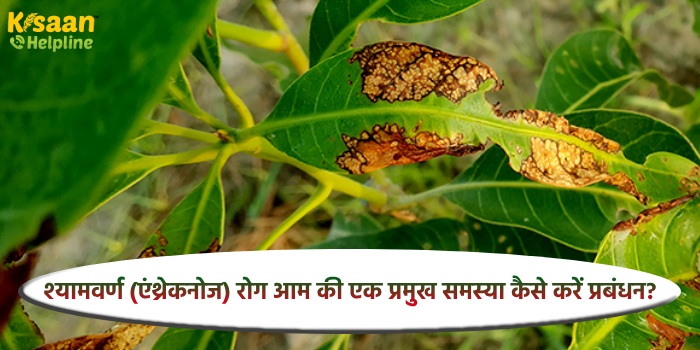 श्यामवर्ण (एंथ्रेकनोज) रोग आम की एक प्रमुख समस्या कैसे करें प्रबंधन?