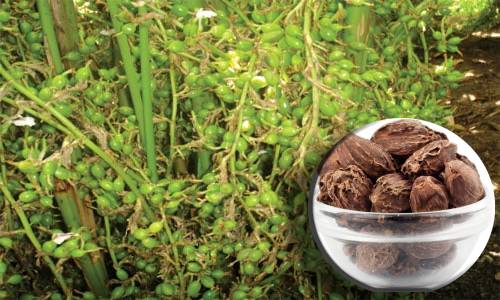 बड़ी इलायची की व्यावसायिक खेती, जानिए औषधीय गुण एवं उत्पादन क्षमता के बारे में