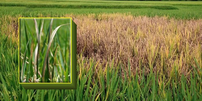 बैक्टीरियल लीफ ब्लाइट धान की एक बहुत प्रमुख एवं विनाशकारी बीमारी कैसे करें प्रबंधित? बैक्टीरियल लीफ ब्लाइट धान की एक बहुत प्रमुख एवं विनाशकारी बीमारी कैसे करें प्रबंधित?