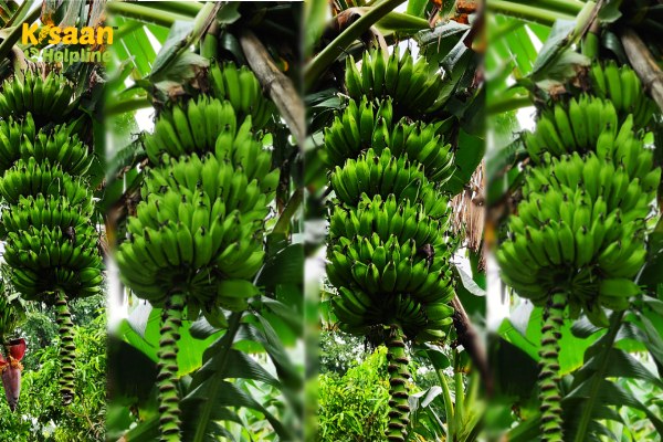 बिहार का प्रसिद्ध कोठिया केला जो अपनी विशिष्टता एवं औषधीय गुणों की वजह से लोकप्रिय हो रहा है