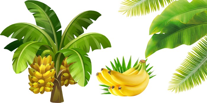 केला की अच्छी उपज के लिए घौद (बंच) का प्रबंधन कैसे करें?